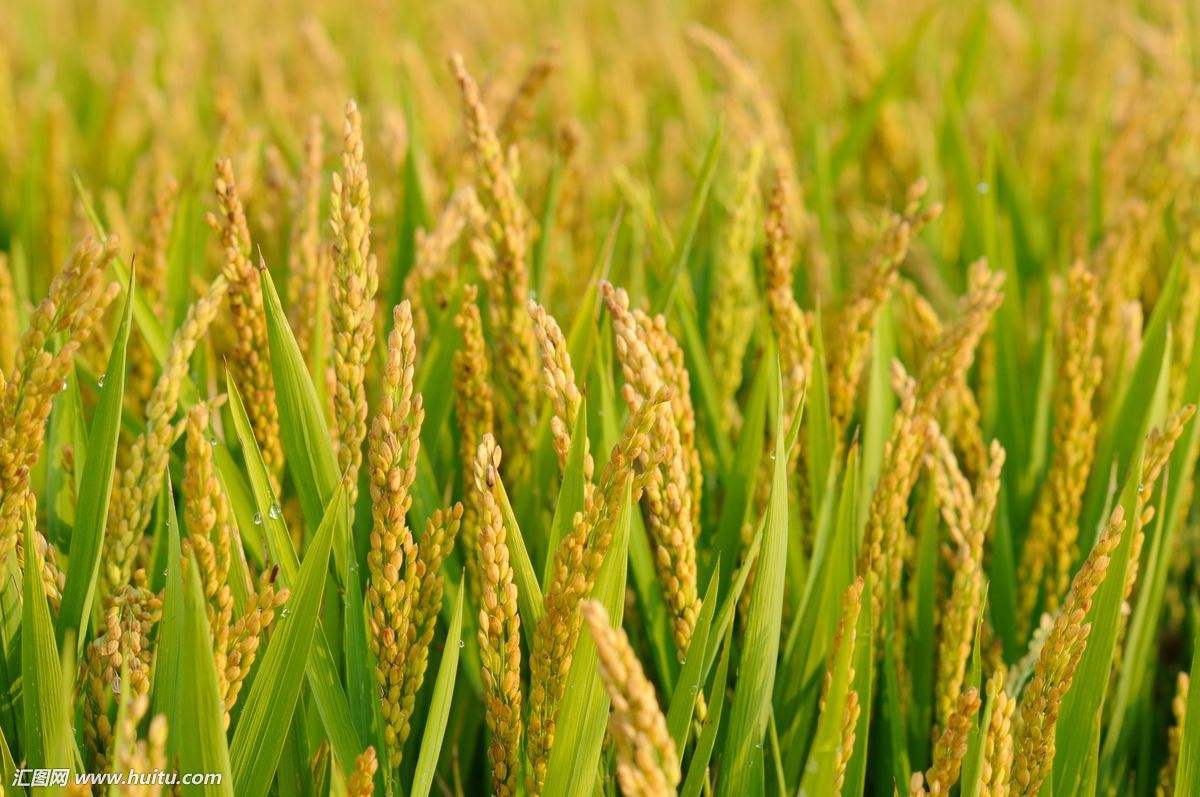 水稻施肥2.jpg