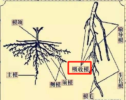 秋施基肥插图.jpg